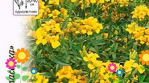 Бархатцы. Краткий обзор, описание характеристик tagetes patula nana Мексиканский эстрагон