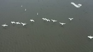 Лебеди над Сахалином, Сахалинская область