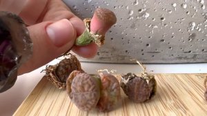 Литопсы/ Lithops. Удаляю старую пару листьев у литопса. 22.02.2023
