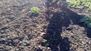 Культиватор (мотыга) на три лапы для мотоблока