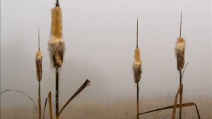 Рогоз — растение для выживания