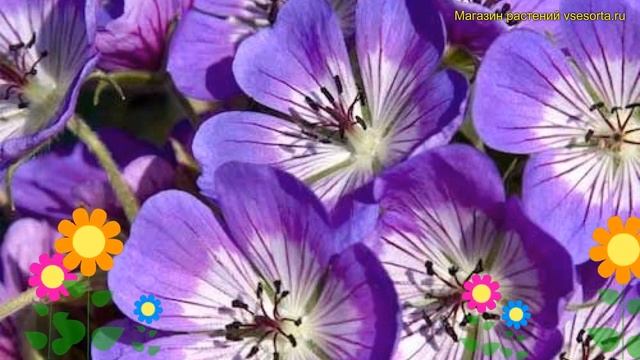 Герань гибридная Райз энд Шайн. Краткий обзор, описание характеристик geranium hybr. Rise And Shine смотреть онлайн