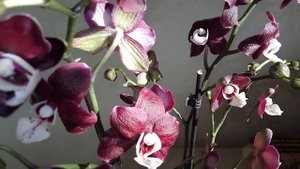Шикарное цветение , сорт Kaoda Twinkle (Чёрная орхидея). Не скинула ни одного бутона. Описание.