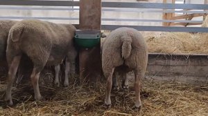 Племенные овцы Шароле. Топ 25% лучшего поголовья! Эльстадо - племенные животные из Европы!