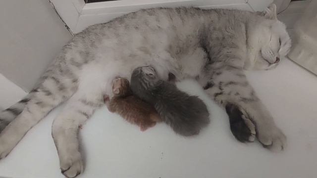 Разница между котятами. Почему нужна дозаправка. #котики #кошки #мияифреди #милыекошки @EmirStream