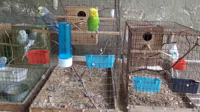 Ожереловый папугай,Коррелы, Амадины и Волнистый папугаи смотреть онлайн