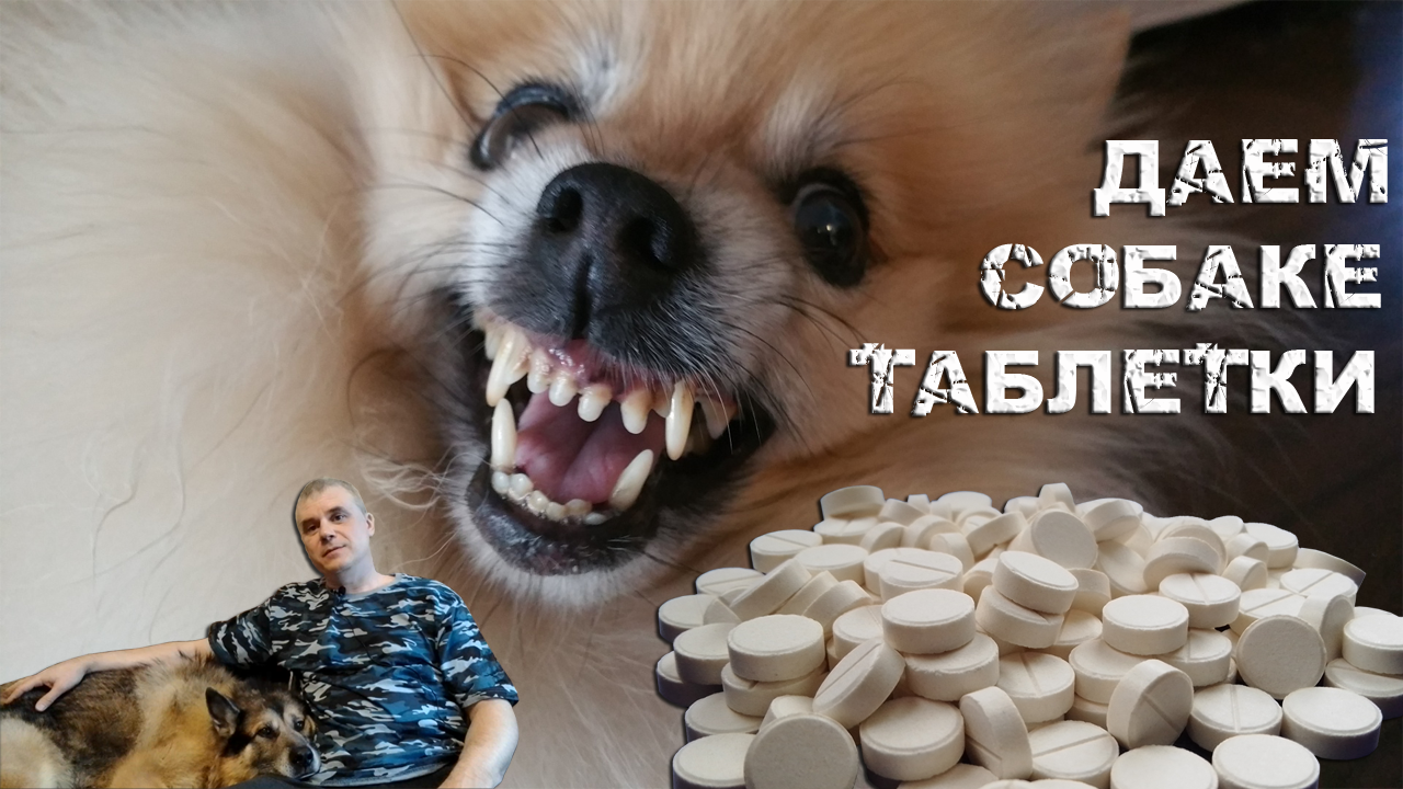 Как дать собаке таблетки / Кинология / Зоопсихология