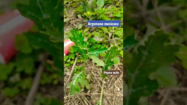 Argemone mexicana #plant #taxonomy #flowers #botany #field #argemone #herbs @worldofplants4091 смотреть онлайн