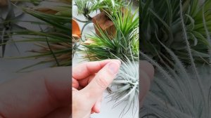 Сухие кончики у тилландсий