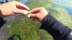 Самая вкусная и полезная креветка. Рябченков