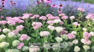 Sedum 'Autumn Joy' - 'Herbstfreude'