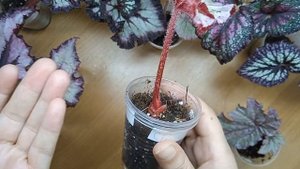 О фитильном поливе для бегоний
