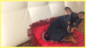 БОЛЬШИЕ ПОКУПКИ ИЗ ЗООМАГАЗИНА ДЛЯ СОБАКИ.ЗООПОКУПКИ ИЗ ЗООМАГАЗИНА ПЕТШОП И МИР ЖИВОТНЫХ)