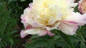 Пион ЛОРД КАВИН ?? Paeonia LORD CAVIN: обзор, описание, цветение, отзыв