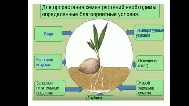 Генеративные органы растений. Семя. Плод