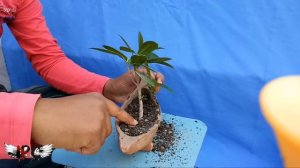 ficus microcarpa bonsai | green island fig bonsai | chinese banyan bonsai | bonsai making video # 1