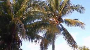 Флорида. Как ростут кокосовые пальмы? Кокосовые орехи