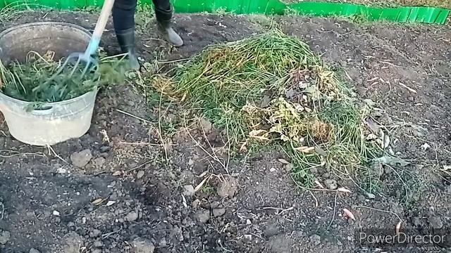 Погода "разгулялась". Провожу  эксперимент с морковной ботвой)). Как сделать компост?
