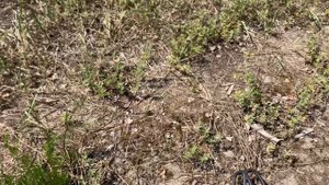 Коп. По старине ?