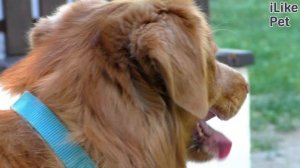 Толлер. Особенности. Уход