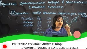 Различие хромосомного набора в соматических и половых клетках. 7 класс.