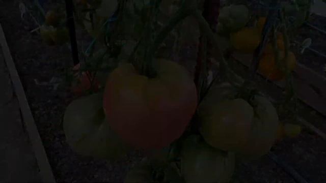 Обзор коллекционных сортов томатов 2 теплицы сезон 2022 года смотреть онлайн