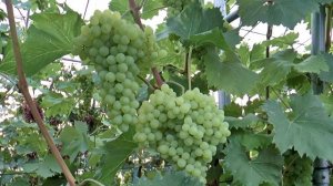 Экспедиция по садам и виноградникам Д В, участок ЛПХ Макаревич, 25 07 2020 г