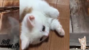 Funny Cats and Kittens Meowing Compilation
