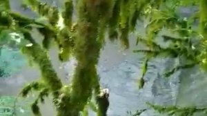 Экскурсия в Кодорское ущелье. Абхазия.