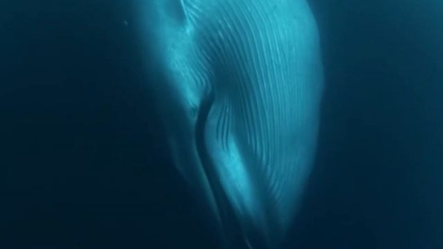 Животные Арктики. Все обо всем. смотреть онлайн