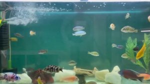 Relaxing Aquarium Fish Tank