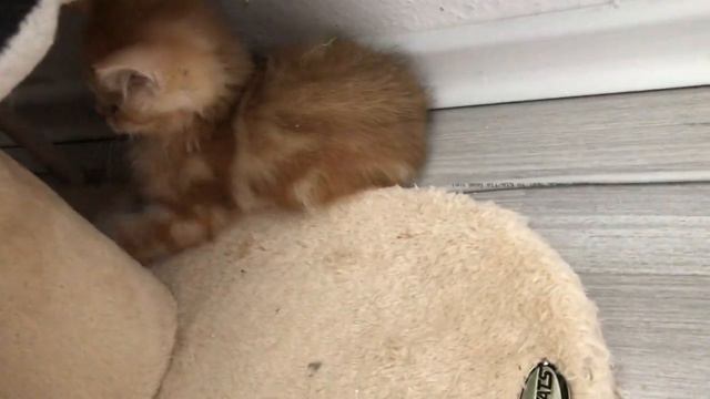 😺😻❤️ЗАМЕЧАТЕЛЬНЫЕ КОТЯТА😻😻🤩НЕЖНЫЕ И ЛАСКОВЫЕ🐱😺🐱GOLDEN KITTENS.