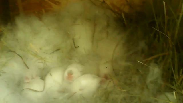 Домик для малышей кроликов #2 смотреть онлайн