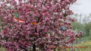 Яблоня декоративная Малиновка (malus malinovka) ? обзор: как сажать, саженцы яблони Малиновка