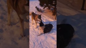 Карельская медвежья собака и зсл