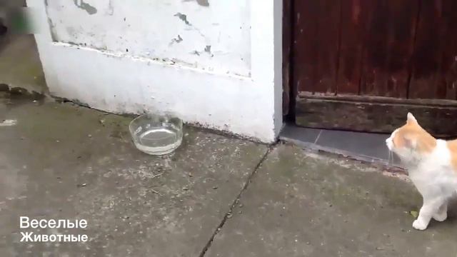 Смешные кошки и собаки - Funny Cats & Dogs - Подборка приколов смотреть онлайн