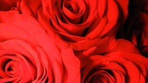 #One Million Roses (Soviet Songs in English) - Миллион алых роз (на англ. языке)