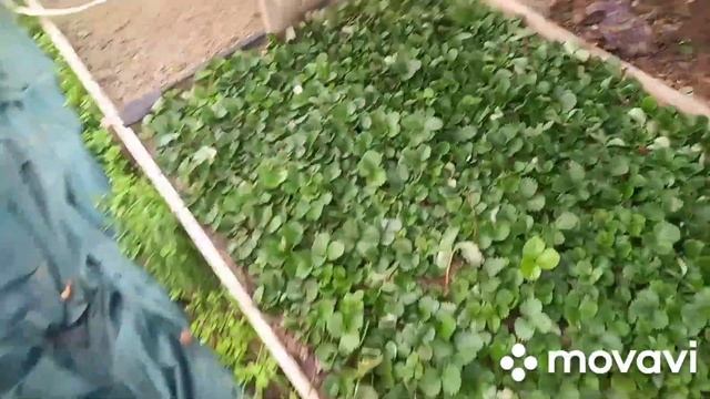 #Рассада #Клубники в песке . смотреть онлайн