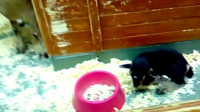 КОНТАКТНЫЙ ЗООПАРК. Учим звуки животных  Развлечение для детей Entertainment for children zoo