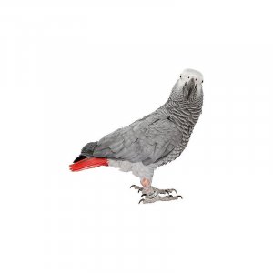 Новая игрушка.  Серый Африканский попугай. Psittacus erithacus