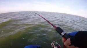 Судак. Калининградский залив