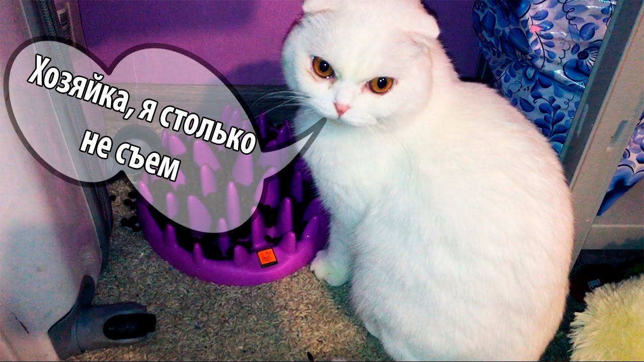ПРО НАШЕГО БЕЛОГО КОТА (Порода ШОТЛАНДСКАЯ ВИСЛОУХАЯ)
