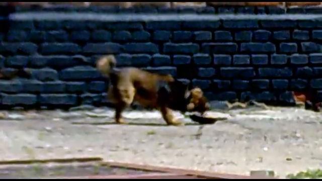 злой _пес.avi смотреть онлайн