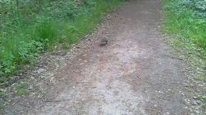 Санкт-Петербург. Павловский дворец. Гатчина.