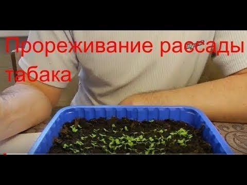 Прореживание рассады табака