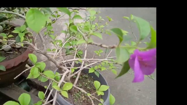 my bougainvilleas!#plantitahere смотреть онлайн