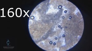 Как увидеть бактерии зубного налета в школьный микроскоп