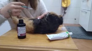 Лечение морской свинки