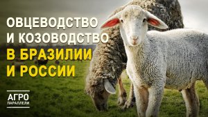 Козоводство и овцеводство в РФ и Бразилии: какие цели ставят страны? Агропараллели. Выпуск №4