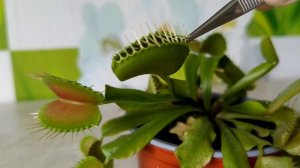 Венерина мухоловка (діонея) їсть літаючу мураху #carnivorousplants #venusflytrap #ant #insect #plan